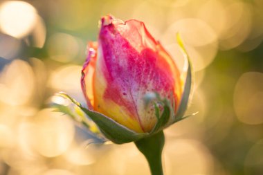 Gün batımında gül goncası, yaklaş