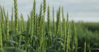 Rüzgarda savrulan yeşil buğday tarlası, yakın plan.