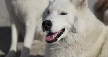Otoriter beyaz Husky 'nin arka planda diğer köpeklerle yakın çekimi, yavaş çekim