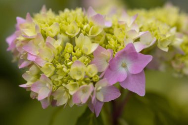 Hassas ortanca çiçekleri yakından.