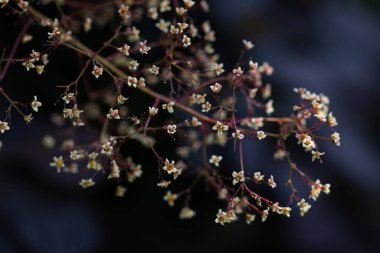 Alçak Royal Purple çiçekleri, aşırı yakın plan.