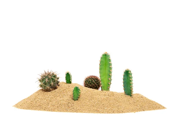 Cactus Woestijn Zand Tropische Natuurlijke Planten Geïsoleerd Witte Achtergrond — Stockfoto