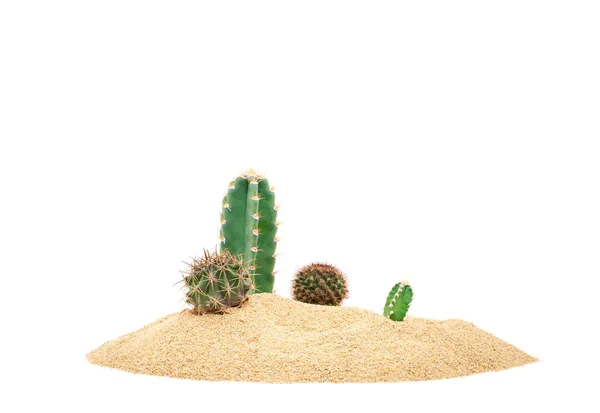 Κάκτος Στην Άμμο Της Ερήμου Τροπικά Φυσικά Φυτά Απομονωμένα Λευκό — Φωτογραφία Αρχείου