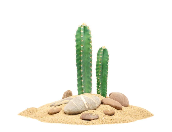 沙漠中的仙人掌热带自然植物 背景为白色 免版税图库图片