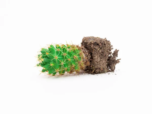 Thorny Green Plant Cactus White Background — Stock Photo, Image