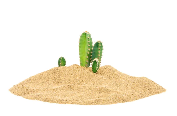 Kaktus Wüstensand Tropische Natürliche Pflanzen Isoliert Auf Weißem Hintergrund Stockbild