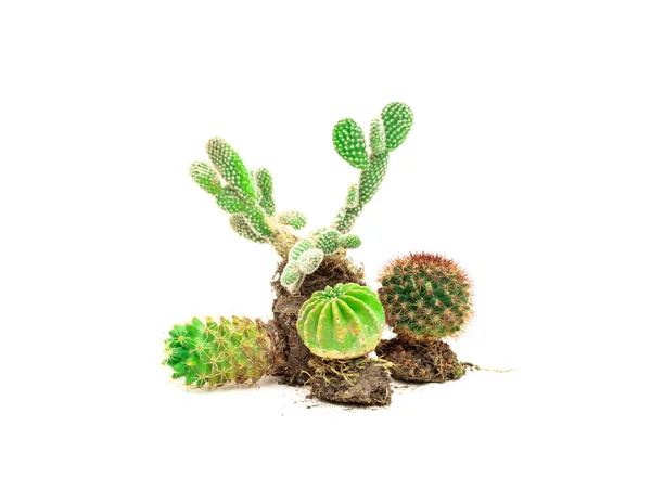 Kolczasty Zielony Kaktus Roślinny Białym Tle — Zdjęcie stockowe