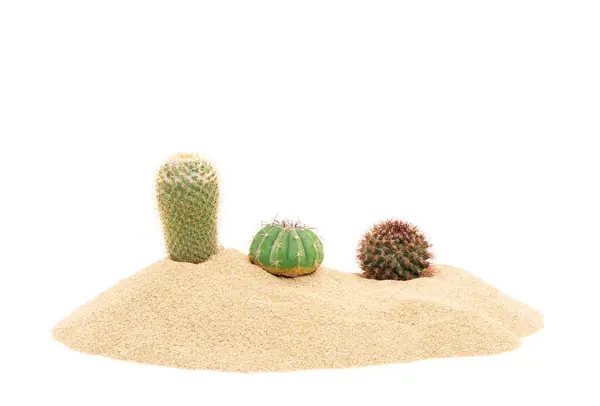Κάκτος Στην Άμμο Της Ερήμου Τροπικά Φυσικά Φυτά Απομονωμένα Λευκό — Φωτογραφία Αρχείου