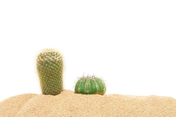 Kaktus Wüstensand Tropische Natürliche Pflanzen Isoliert Auf Weißem Hintergrund — Stockfoto