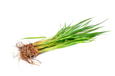 Doğal yeşil pirinç bitkisi ya da kökleri olan otlar, beyaz arka planda izole edilmiş - üst görünüm.