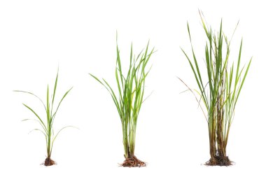 Kökleri, yeşil pirinç yaprakları ve beyaz arka planda izole edilmiş kuru sarı yaprakları olan doğal yeşil pirinç bitkisi ya da çimen koyun..