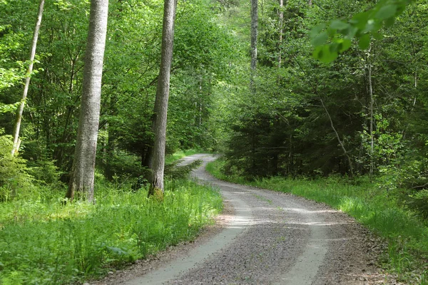 Извилистая Грунтовая Дорога Через Зеленый Лес — стоковое фото