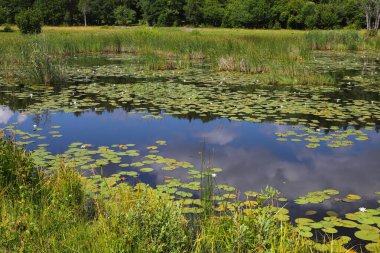 Su zambakları ve sazlıklarla dolu bir yaz..