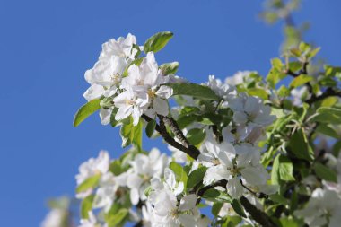 Çiçek açan elma ağacının dalı.