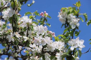 Çiçek açan elma ağacının dalı.