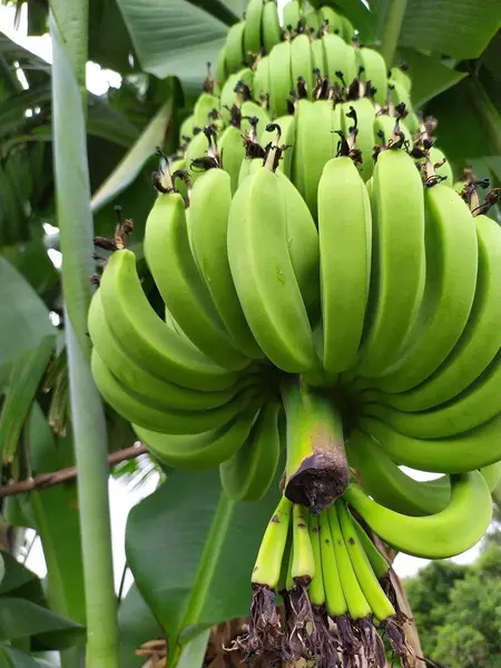 Baharatlı ve şifalı Bhaji tarifi