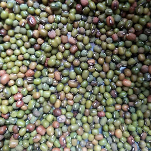 Geçmiş için taze fasulye