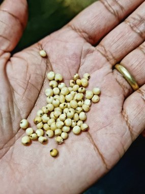 Avucunun içinde Jowar tohumları. Seçici odak.