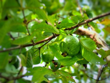 Guava bitkisinin yapraklarında sallanan guava meyveleri.