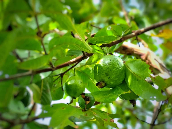 Guava fruit hanging on the branches of guava plant in foliage background