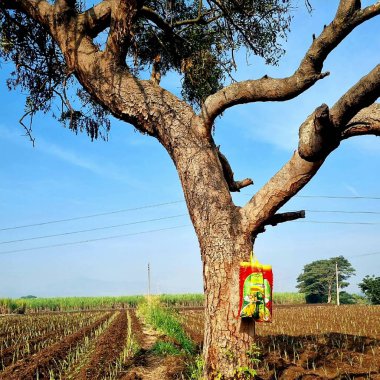 Bir torba çiftçi tarım tarlasında ağaç gövdesinde asılı duruyor.