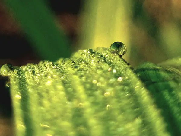 Sabah şeker kamışı yaprağının üzerine çiy damlası düşer.