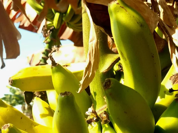 Closeup of ripened bananas on banana tree with dry banana leaf foliage