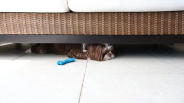 1 yaşındaki Shih Tzu köpeği dikkatsizce bakıyor ve kameraya bakıyor..