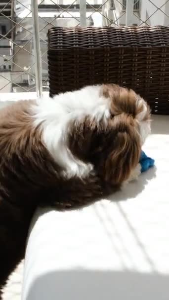 Yaşındaki Shih Tzu Köpeği Kanepede Dikey Bir Kemik Kaldırıyor — Stok video
