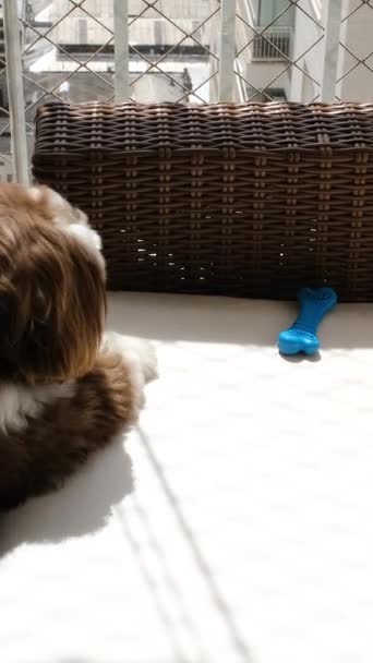 Letni Pies Shih Tzu Próbuje Podnieść Kość Sofie Pionowej — Wideo stockowe