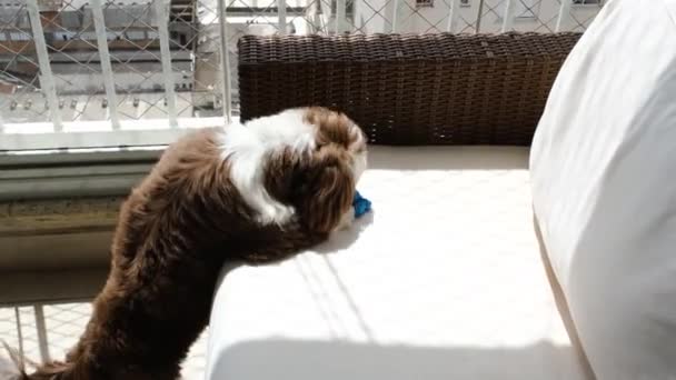 Rok Stary Pies Shih Tzu Podnosząc Kość Kanapie — Wideo stockowe
