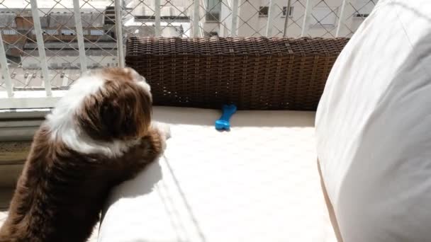 Rok Stary Pies Shih Tzu Próbuje Podnieść Kość Kanapie — Wideo stockowe