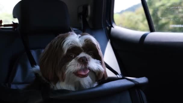 Nahaufnahme Von Shih Tzu Entspannt Sicherheitssitz Fahrenden Auto — Stockvideo