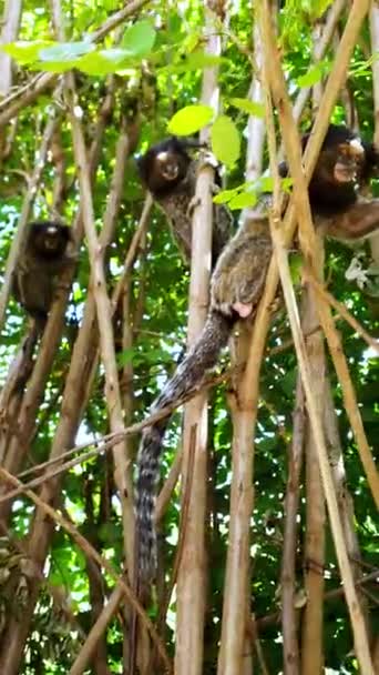 Pequeños Monos Marmoset Callithrix Penicillata Mirando Hacia Abajo Las Ramas — Vídeos de Stock