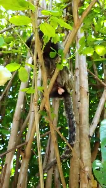 Pequeño Mono Marmoset Callithrix Penicillata Una Rama Con Espinas Comiendo — Vídeos de Stock