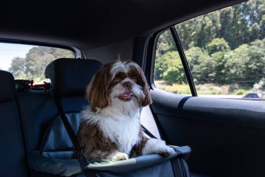 1 yaşındaki Shih Tzu güneşli bir günde güvenli bir yerde arabayla seyahat ediyor..
