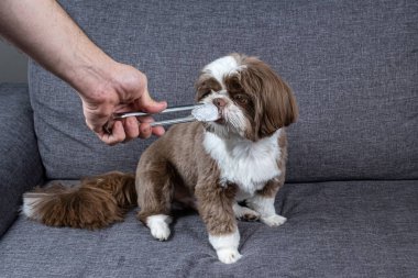 One year old shih tzu sitting on the couch and licking an ice cube.