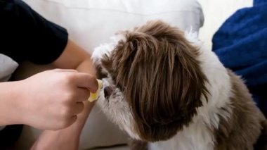 9 yaşında bir çocuk 18 aylık Shih Tzu 'suna elma veriyor..