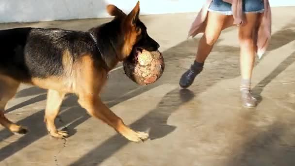 Month Old German Shepherd Female Soccer Ball Playing Little Girl — Stock Video
