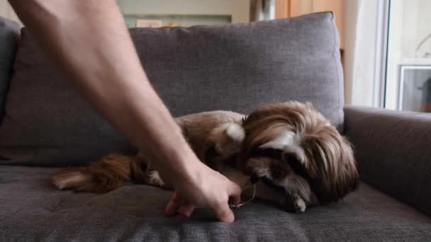 Year Month Old Shih Tzu Sofa Playing His Tutor Little — Stock Video