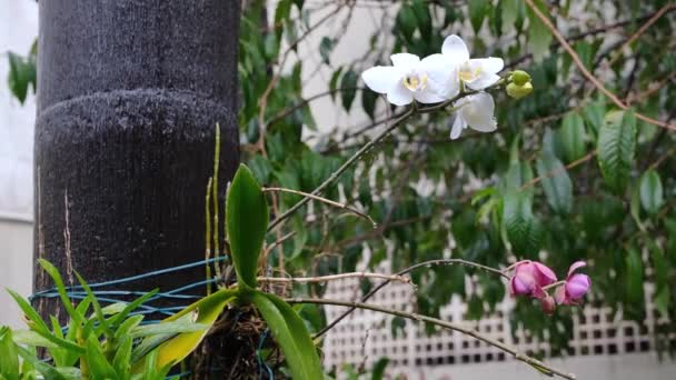Una Hermosa Orquídea Blanca Unida Árbol Mojándose Bajo Lluvia — Vídeos de Stock