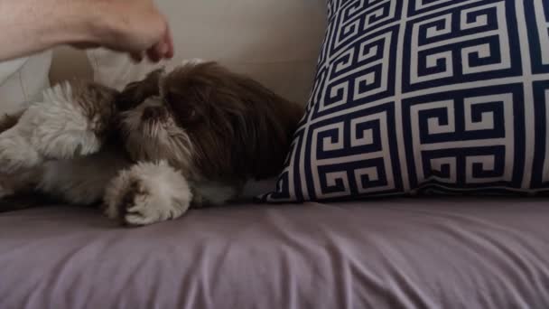 Shih Tzu Ans Couché Sur Canapé Paresseux Fait Caresser Tête — Video