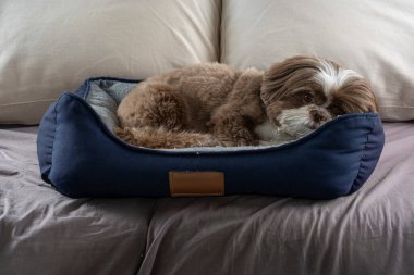 3 yaşındaki shih tzu köpeği koyu mavi yatağında dinleniyor _ 1.