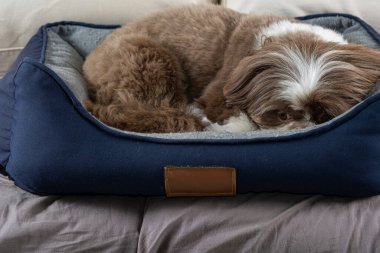 3 yaşındaki shih tzu köpeği koyu mavi yatağında dinleniyor _ 3.