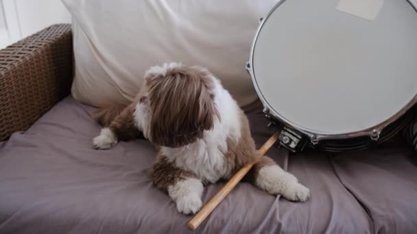 ドラムティックとドラムシェアの隣に舌を突っ込んだシュトゥー犬 — ストック動画