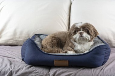 3 yaşındaki shih tzu köpeği koyu mavi yatağında dinleniyor _ 2.
