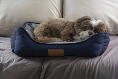3 yaşındaki shih tzu köpeği koyu mavi yatağında dinleniyor _ 1.