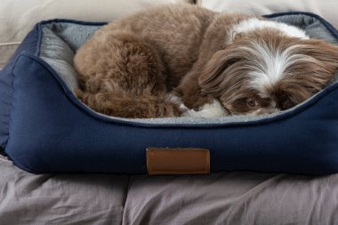3 yaşındaki shih tzu köpeği koyu mavi yatağında dinleniyor _ 3.