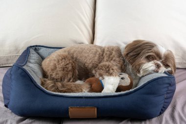 3 yaşındaki shih tzu köpeği yatağında peluş hayvanının yanında dinleniyor _ 13.