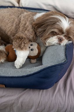 3 yaşındaki shih tzu köpeği yatağında peluş hayvanının yanında dinleniyor _ 15.